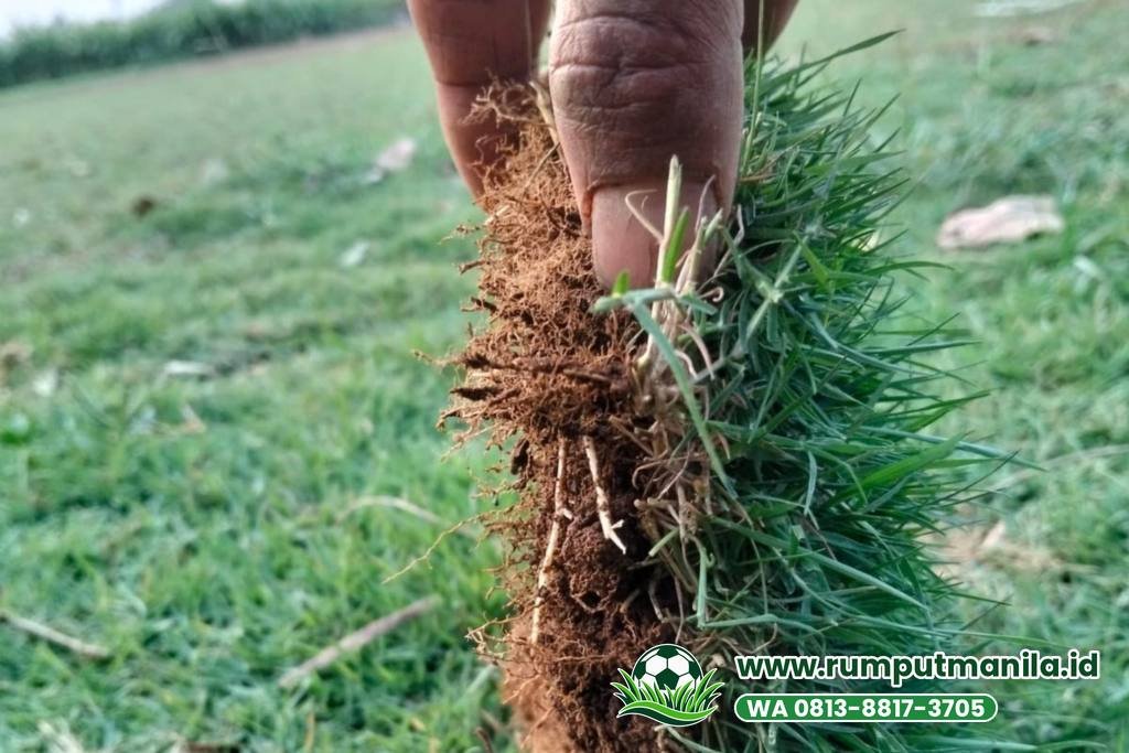 Akar dan tanah lembaran bermuda swiss asli, rumput lapangan bola Kota Bekasi