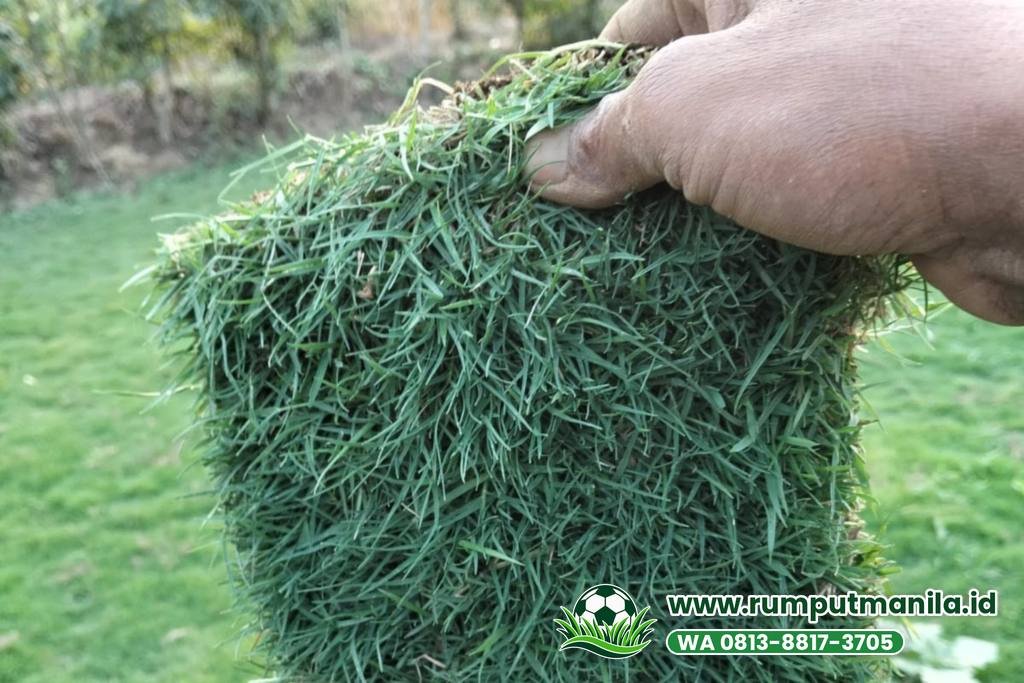 Lembaran bermuda swiss asli, salah satu pilihan rumput lapangan bola Kudus