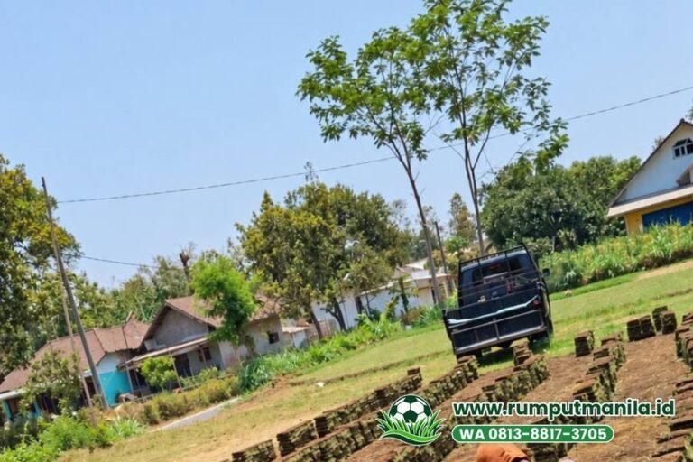 Rumput Lapangan Bola Kabupaten Malang Langsung dari Kebun Wajak