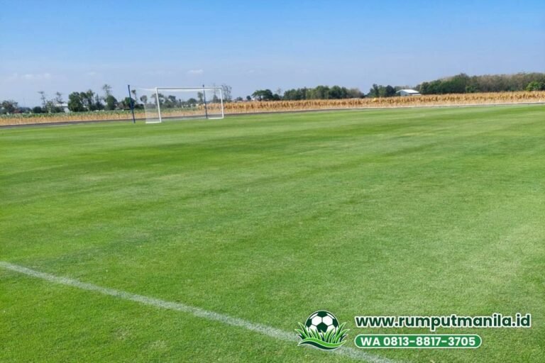Rumput Lapangan Bola Kudus untuk Klub, Sekolah, dan Pesantren