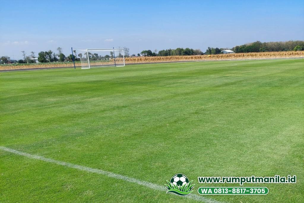 Lapangan sepak bola berumput zoysia matrella, contoh rumput lapangan bola untuk Kudus