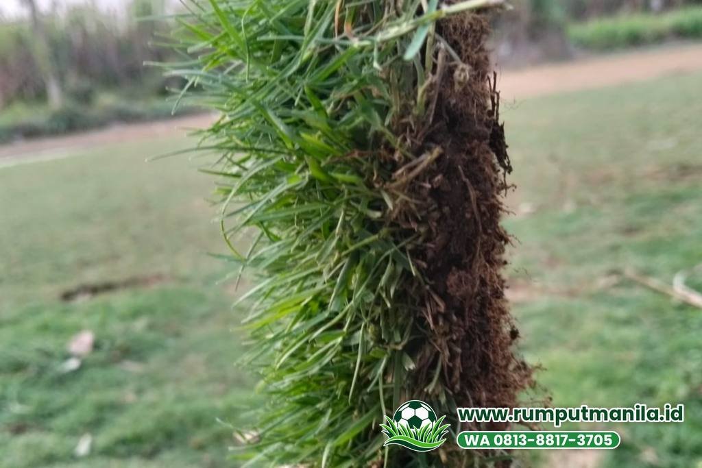 Lembaran bermuda swiss asli dengan akar dan tanah, rumput lapangan bola Kabupaten Bekasi