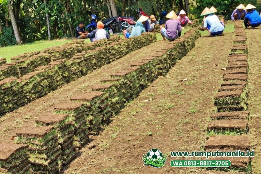Lembaran zoysia matrella hasil panen di kebun, bahan rumput lapangan bola Kota Semarang