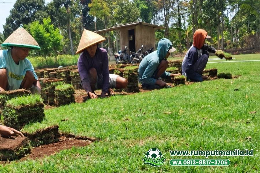 Panen lembaran zoysia matrella di kebun untuk rumput lapangan bola Kabupaten Bandung