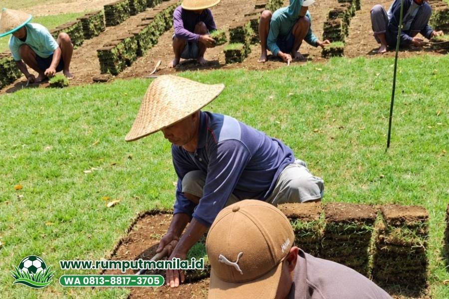 Petani memotong lembaran rumput zoysia di kebun, bahan rumput lapangan bola Kabupaten Bogor