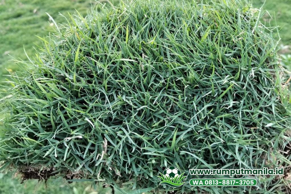 Rumput bermuda swiss asli untuk lapangan bola di Kota Bekasi