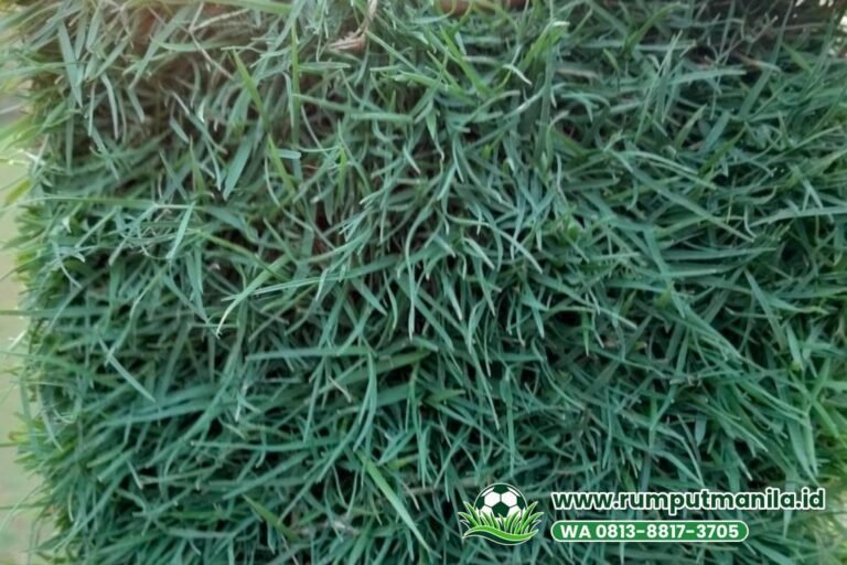 Rumput Lapangan Bola Kabupaten Bekasi untuk Kawasan Industri & Perumahan