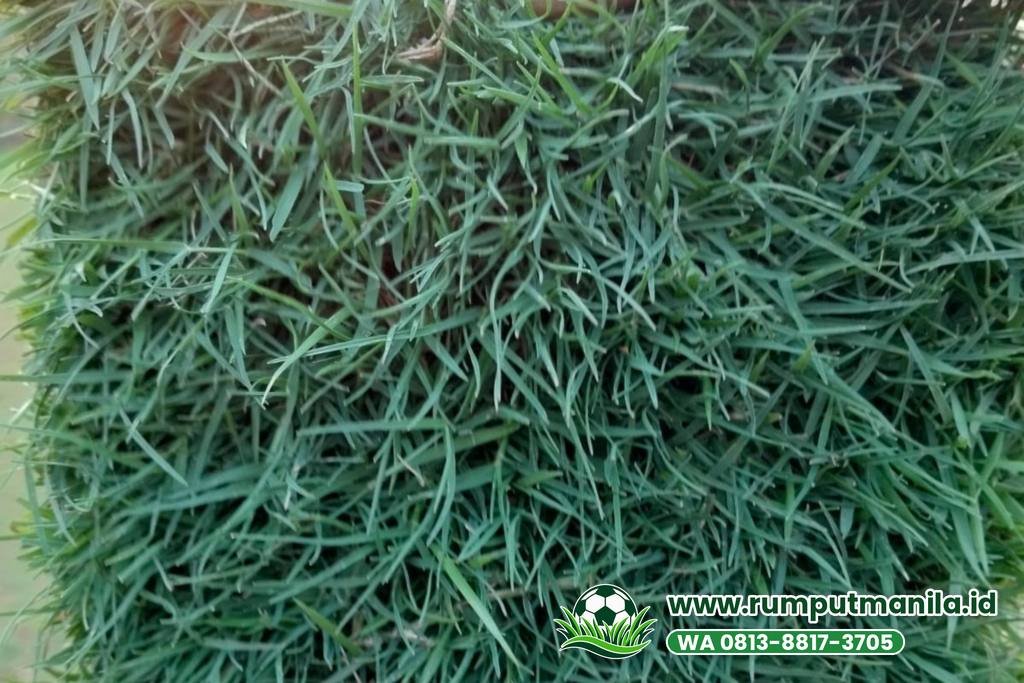 Rumput bermuda swiss untuk lapangan bola di Kabupaten Bekasi
