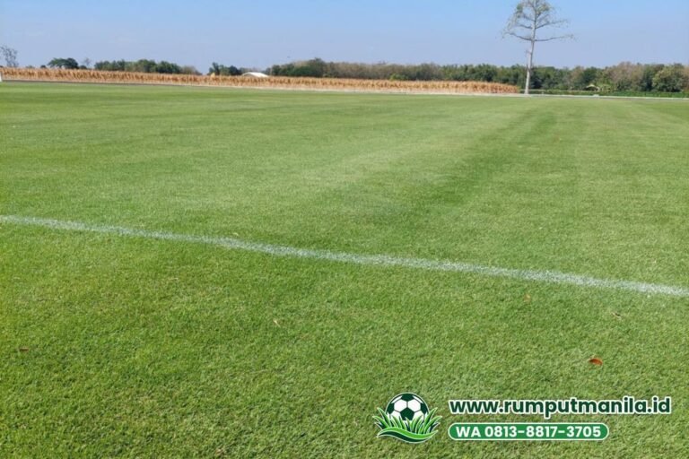 Harga Rumput Lapangan Bola Kota Semarang 2026 untuk Stadion & Klub