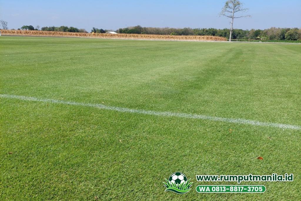 Rumput zoysia matrella untuk lapangan bola di Kota Semarang