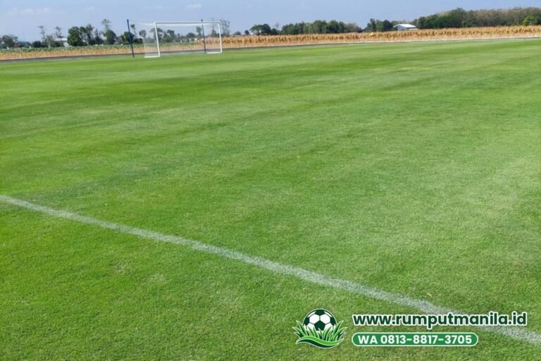Rumput Lapangan Bola Kabupaten Bandung: Zoysia Matrella Kelas Stadion 2026