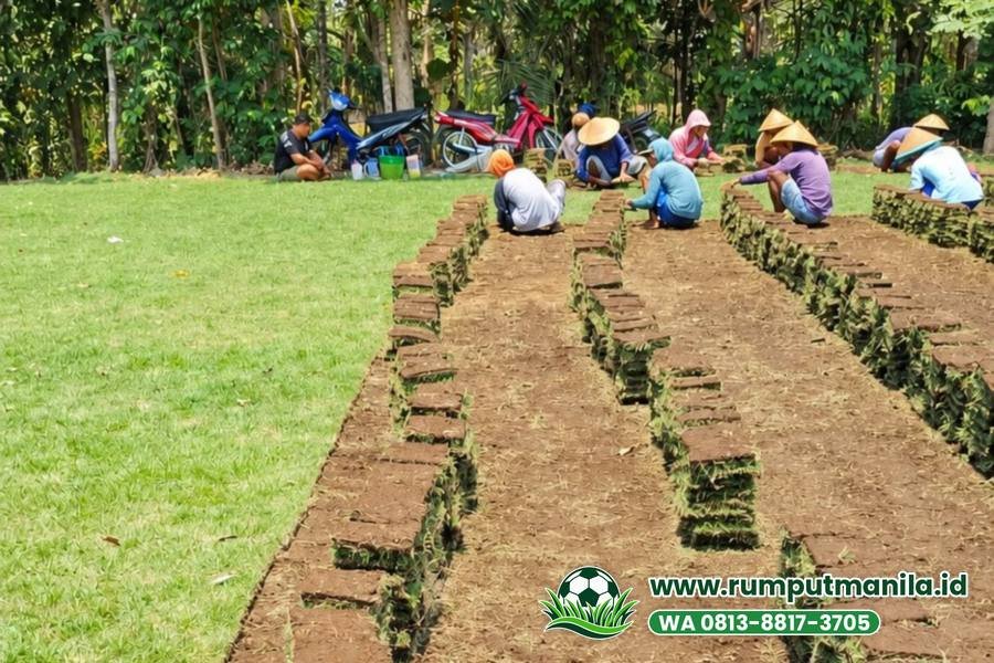 Tumpukan lembaran rumput zoysia hasil panen, rumput lapangan bola Kabupaten Malang